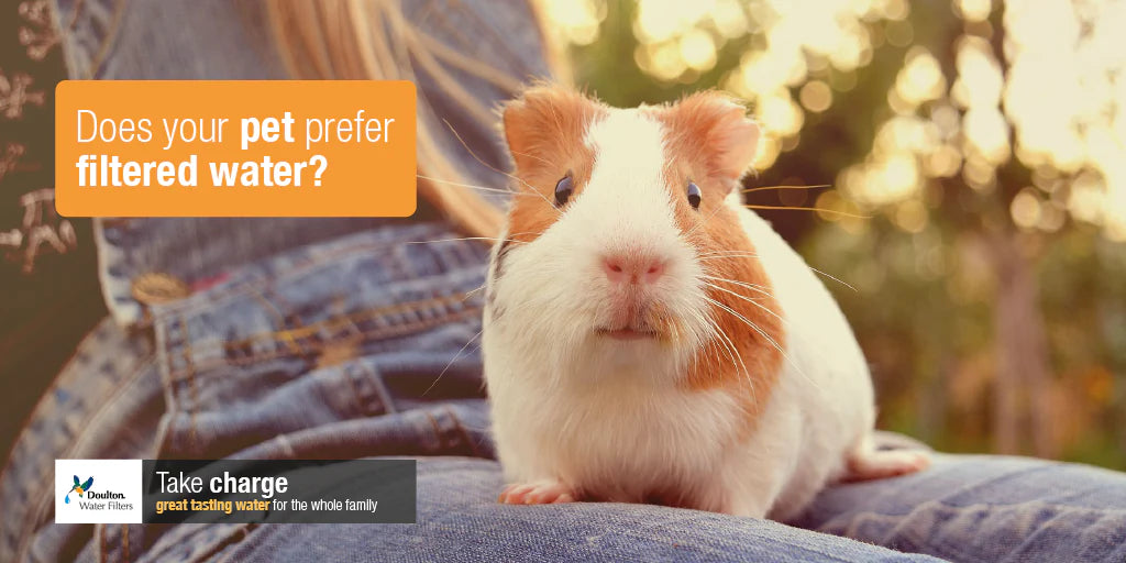 Does Your Pet Insist On Drinking Filtered Water?